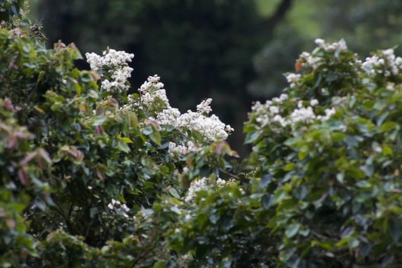 Arrayanes (Myrcia sp.) blossoming after several sunny and dry days.