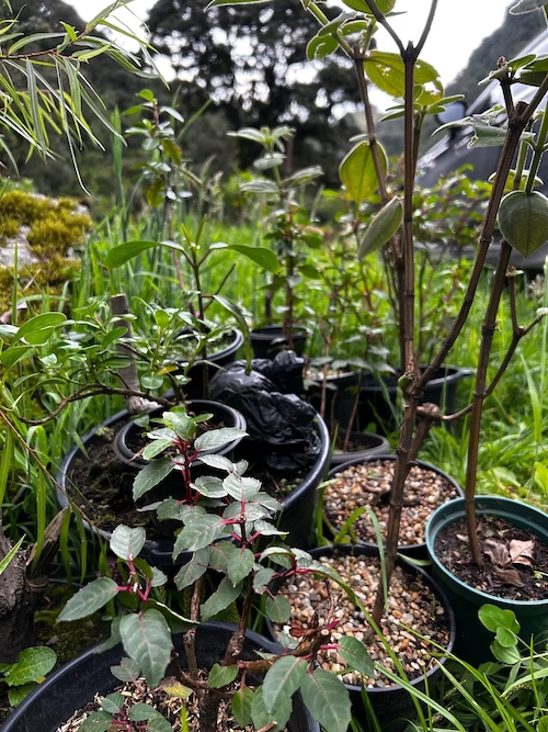 Donaciones de sauces, fuchsias y sietecueros de Andrés Hernández.