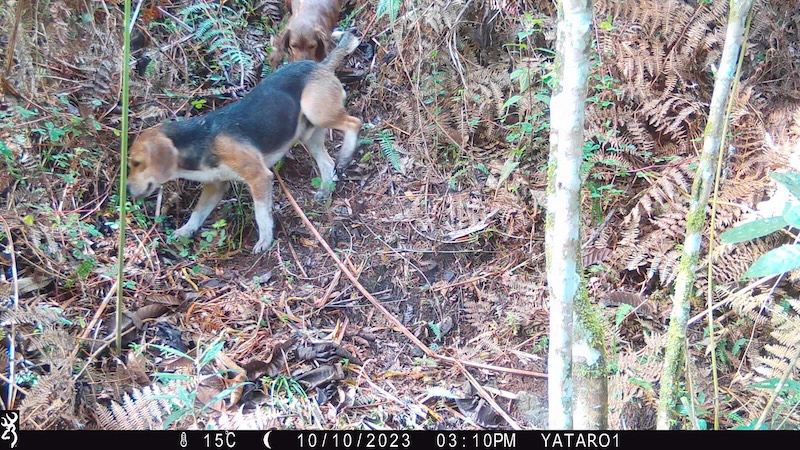 Perros “ferales” recorriendo la parte alta de la reserva.