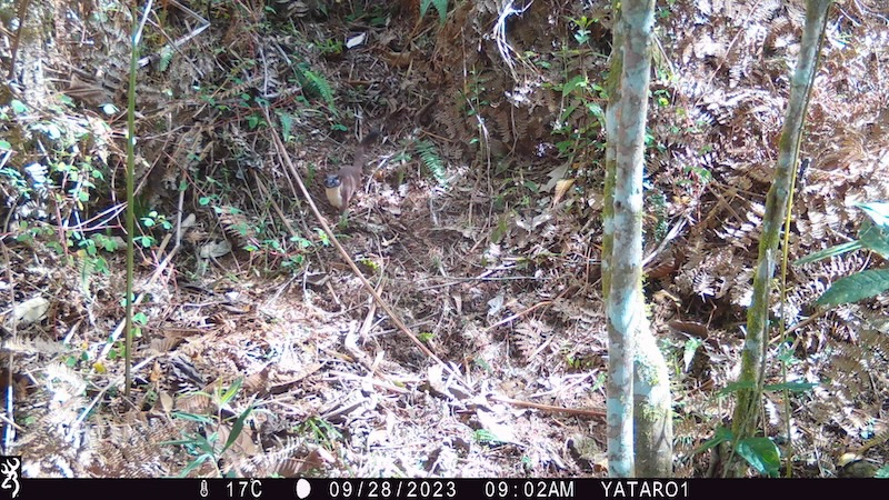Comadreja &ldquo;capturada&rdquo; por nuestra cámara trampa